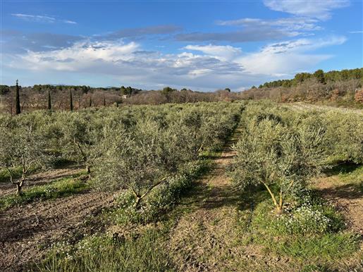 Olive and vine estate for sale in Pernes les Fontaines wis a farmhouse and 3 cottages with a panoram