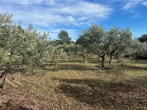 Old restored farmhouse for sale in Cabrières d'Avignon with  an olive grove and a very nice view 