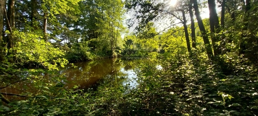 Rare à la vente secteur mille étangs ! Etang avec terrain et cabanon