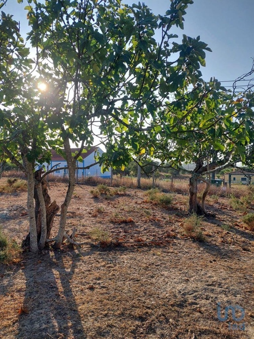 Terra a Coruche, Santarém