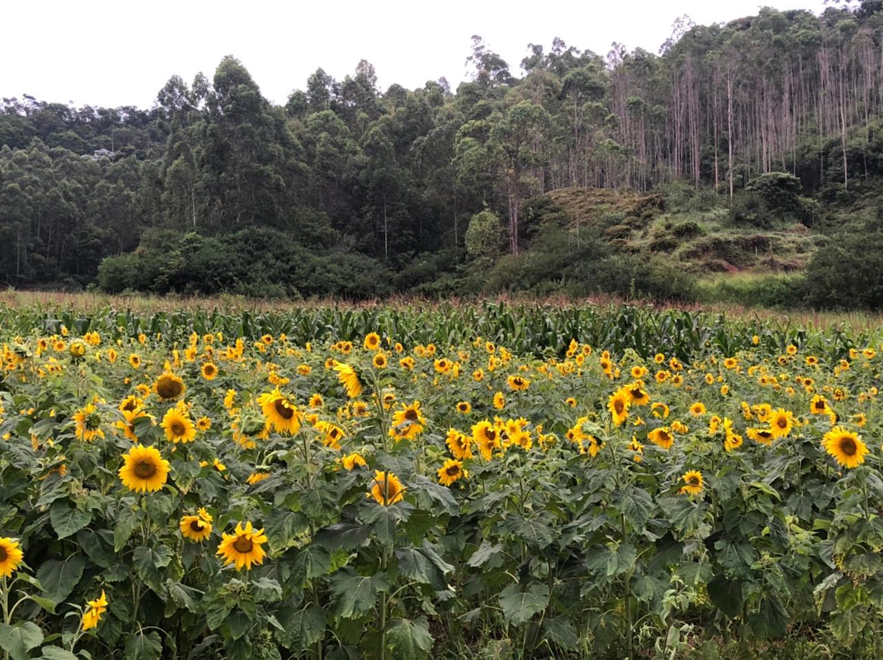Minas Gerais Farm 164 ha