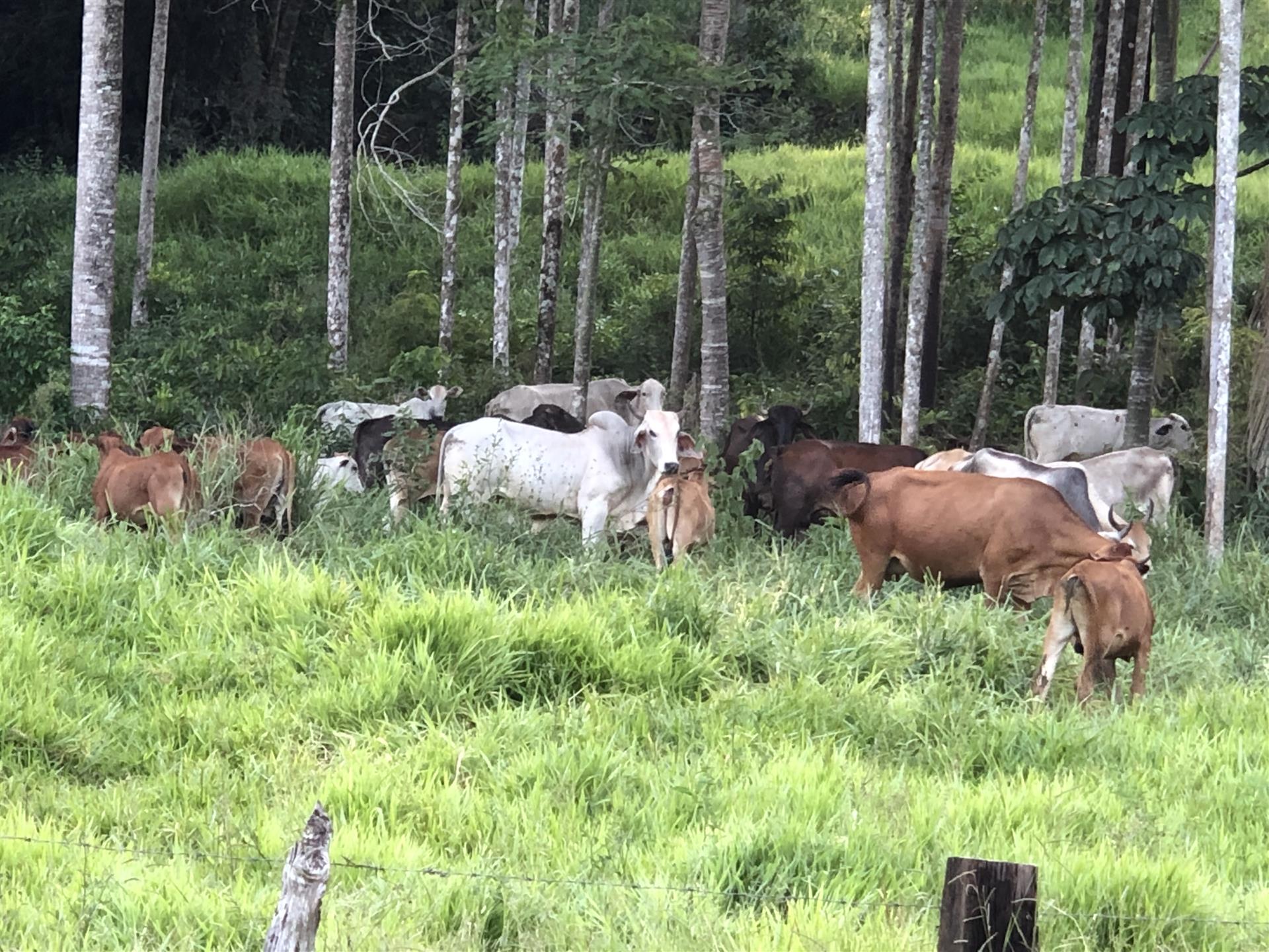 Minas Gerais Farm 164 ha