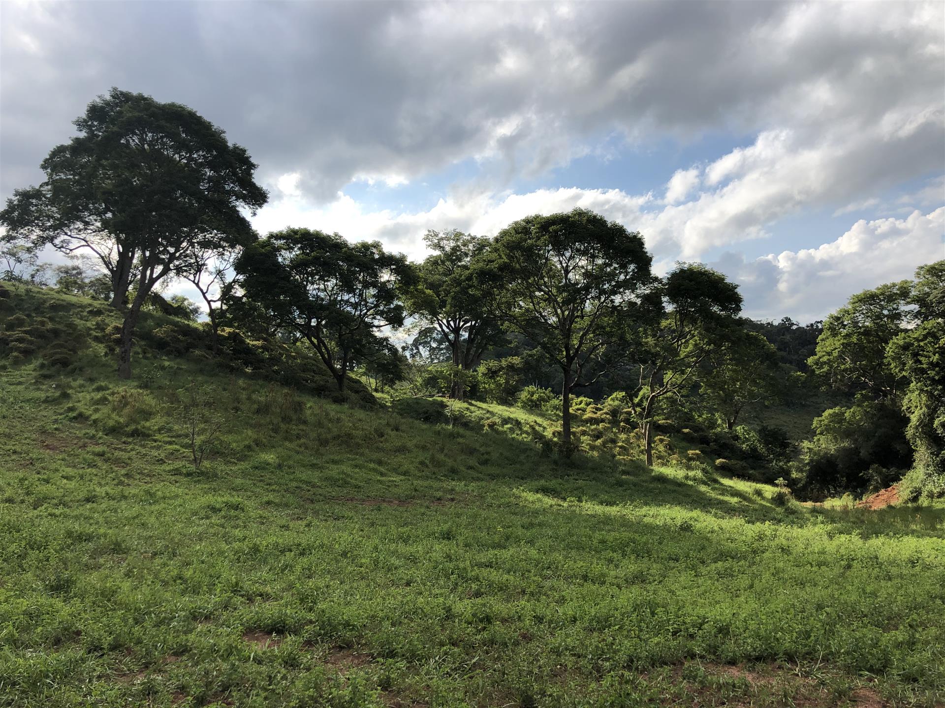 Minas Gerais Farm 164 ha
