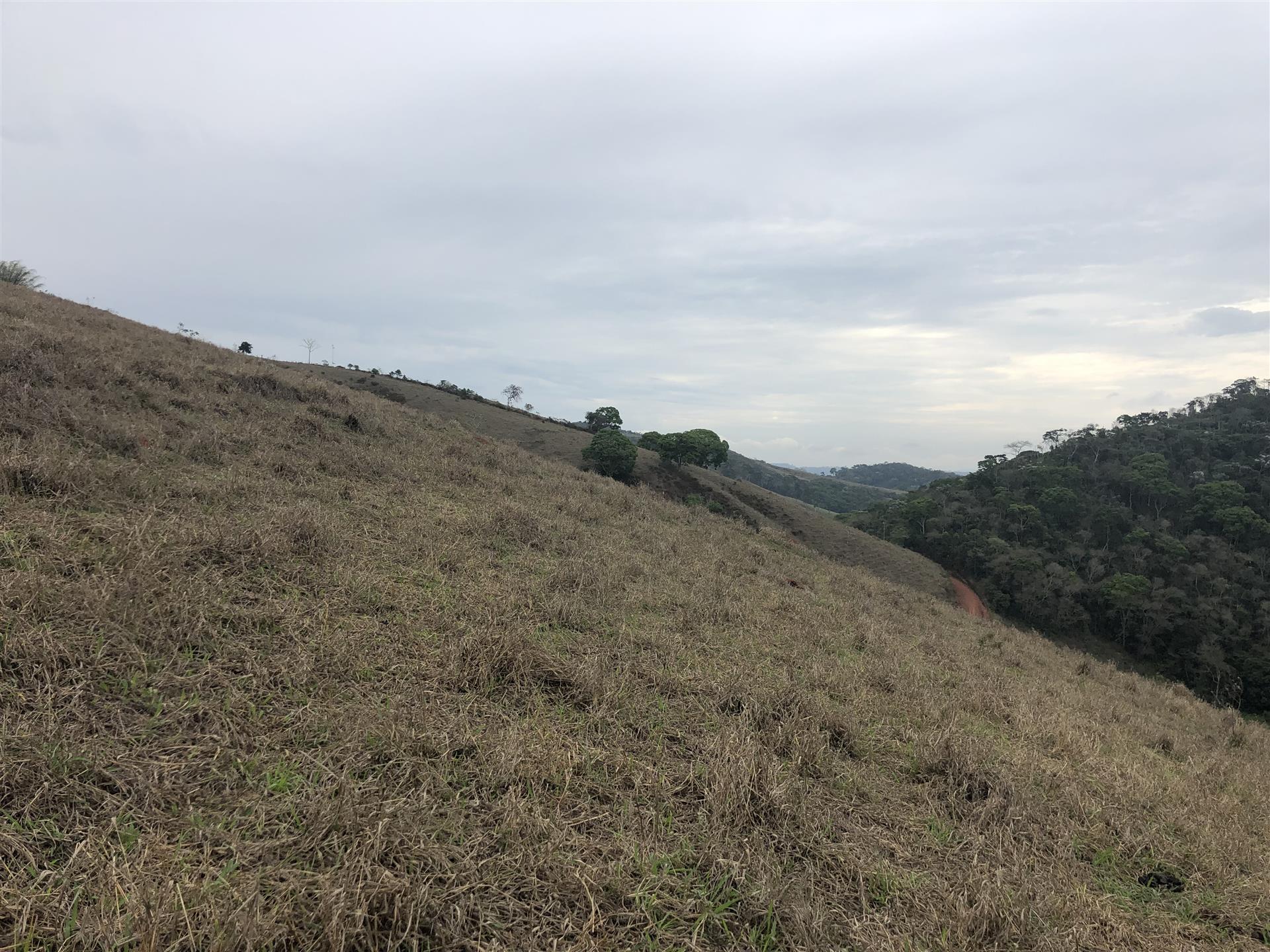 Minas Gerais Farm 164 ha