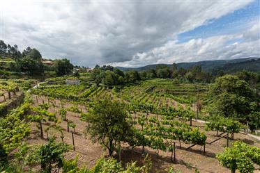 Quinta met 4 woningen en wijngaard en bosbouwgebied 