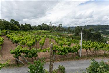 Quinta med 4 bostäder och vin gårds-och skogsbruks område 