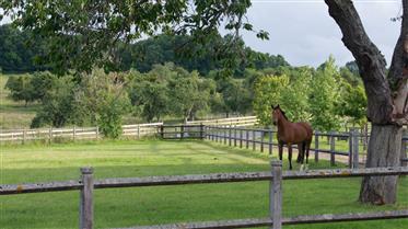 Beautiful Equestrian Property / Potential Vineyard