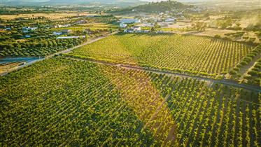 De wijngaard van het landgoed in Fundao