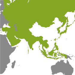 Property Asia