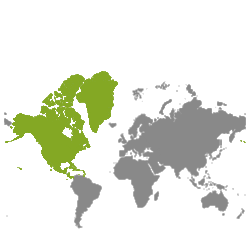 Immobiliare Nord America