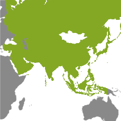Property Asia